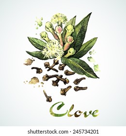 Vector Watercolor Clove. Botanical Illustration. Watercolor. Vector Illustration. Illustration For Greeting Cards, Invitations, And Other Printing Projects.