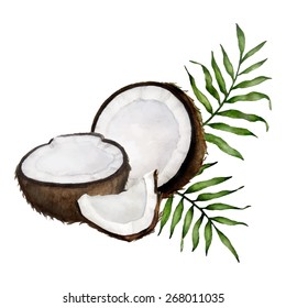 Vector watercolor composition with coconuts and tropical leaves. Isolated on white.