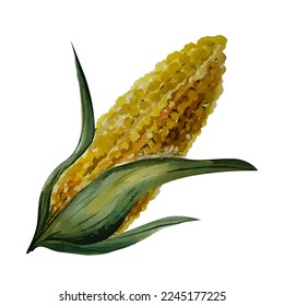 Vector watercolor corn on the cob