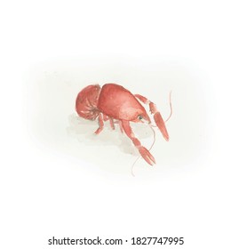 Vector Watercolor Crawifsh Illustration lobster in white background.