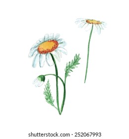 vector  watercolor daisy flower. It can be used for card, postcard, cover, invitation, wedding card, mothers day card, birthday card.