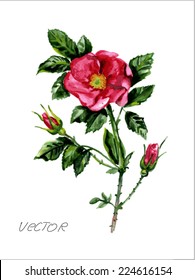 Vector. Watercolor Dog Rose Flowers