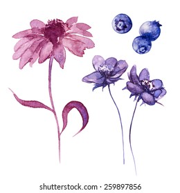 Vector, Watercolor Doodles , Daisy, Wild flowers, Blueberries, Flower Illustration.