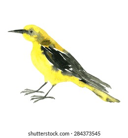 vector watercolor drawing bird, yellow oriole painted  at white background, hand drawn illustration