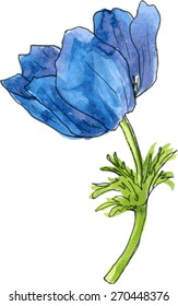 vector watercolor drawing blue wind flower, hand drawn  illustration