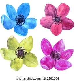 vector watercolor drawing isolated flowers of red, blue, yellow and pink windflowers, hand drawn floral illustration