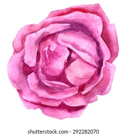 vector watercolor drawing isolated rose, hand drawn  illustration,pink flower