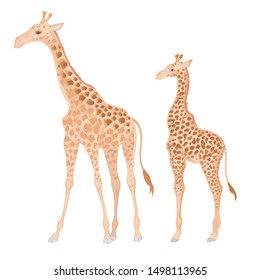 Vector with watercolor effect cute realistic illustration of giraffes. Adult giraffe mama with babies.