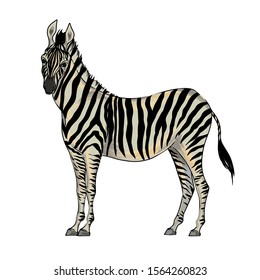 Vector with watercolor effect cute realistic illustration of zebra