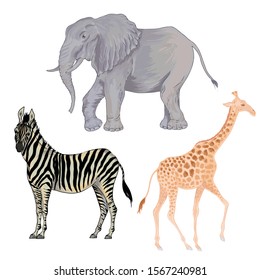 Vector with watercolor effect cute realistic illustration of zebra, elephant and giraffe 