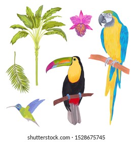 Vector with watercolor effect tropical bird, flowers and leaves. Toucan, macaw parrot, hummingbird birds, orchid flowers, areca palm . Cololful tropic background isolated on white.
