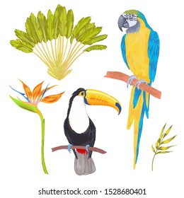 Vector with watercolor effect tropical bird, flowers and leaves. Toucan  macaw parrot birds, strelitzia flowers, bamboo leaf. Cololful tropic background isolated on white.