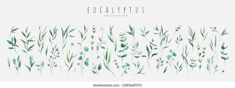 Vector watercolor eucalyptus set. Vintage trendy botanical elements. Hand drawn line leaves branches and blooming. Vector trendy greenery