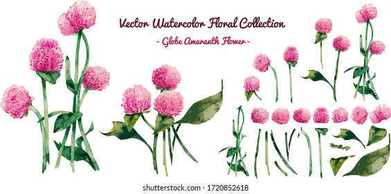 Colección de florales de color de agua vectorial : Globe Amaranth o Gomphrena Globosa, Flor Bachelor Botón