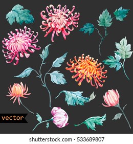 Vector Watercolor  Floral Set. Chrysanthemum Flower Isolated Object