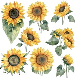 Vector Watercoloración Floral Sunflowers Conjunto De Ilustración - Flor Amarilla Colección De Hojas De Hoja Verde. Papel De Bodas, Saludos, Fondos De Pantalla, Moda