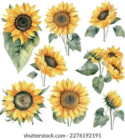 Vector Watercolor floral Sunflowers illustration set - yellow flower green leaf leaves collection. Wedding stationary, greetings, wallpapers, fashion