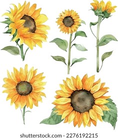 Vector Watercolor floral Sunflowers illustration set - yellow flower green leaf leaves collection. Wedding stationary, greetings, wallpapers, fashion