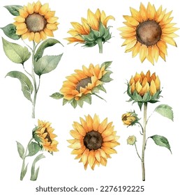 Vector Watercolor floral Sunflowers illustration set - yellow flower green leaf leaves collection. Wedding stationary, greetings, wallpapers, fashion