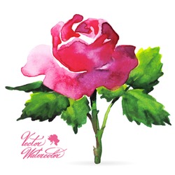 Vector Watercolor Flower On White Backdrop. Isolated Beautiful Big Pink Rose.