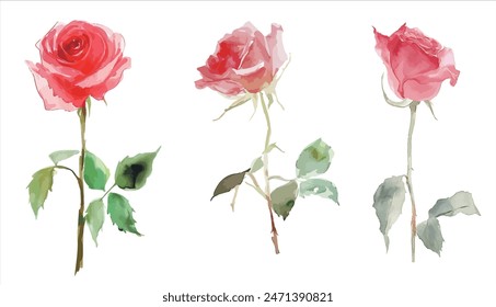 Vektorgrafik Aquarell Blume Rot Rose. Hochzeit, Muttertag, Valentinstag, Frauentag