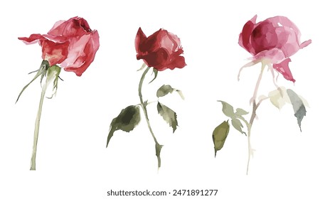 Vektorgrafik Aquarell Blume Rot Rose. Hochzeit, Muttertag, Valentinstag, Frauentag