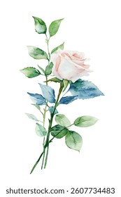 Vector watercolor flower white rose. Wedding, mother's day, valentine's day,Women's Day,innocence