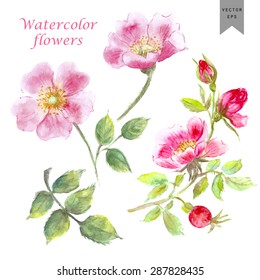 Vector watercolor flowers. Hand drawn rose flower, leaves, buds and berry set of for romantic background, card or decoration