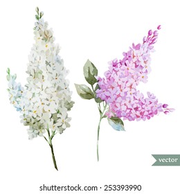 vector, watercolor, flowers, lilac