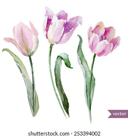 vector, watercolor, flowers, tulip,