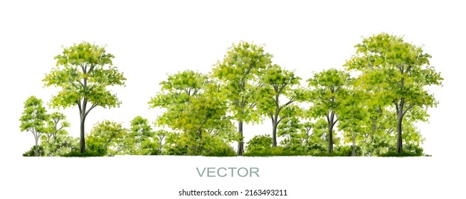 Vector watercolor of forest or tree side view isolated on white background for landscape and architecture drawing, elements for environment and garden,botanical elements 