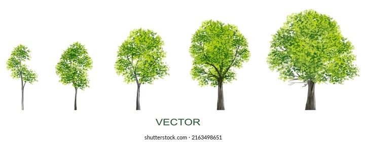 Vector watercolor of forest or tree side view isolated on white background for landscape and architecture drawing, elements for environment and garden,botanical elements
