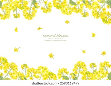 Vector watercolor frame of rape blossoms painted in watercolor