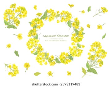 Vector watercolor frame of rape blossoms painted in watercolor