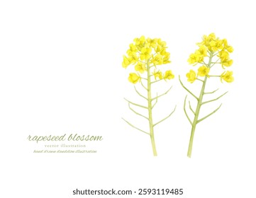 Vector watercolor frame of rape blossoms painted in watercolor