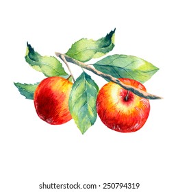 Vector Watercolor Fruit Apple Branch On White Background