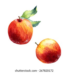 vector watercolor fruit apple on white background
