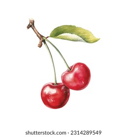 vector watercolor fruit cherry on white background. Watercolor isolated realistic cherry with a leaf on a white background