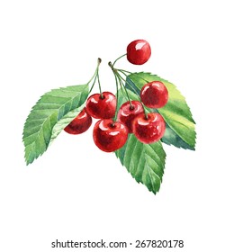 vector watercolor fruit cherry on white background