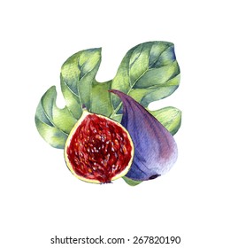 vector watercolor fruit fig on white background