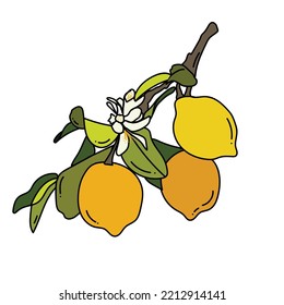 Vektorgrafik-Aquarellfrucht-Zitronenzweig auf weißem Hintergrund