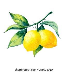 Vector Watercolor Fruit Lemon Branch On White Background