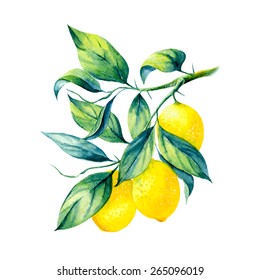 vector watercolor fruit lemon branch on white background 