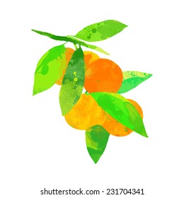 vector watercolor fruit mandarin branch