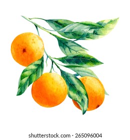 Vector Watercolor Fruit Orange Branch On White Background 