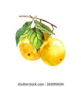 vector watercolor fruit pear branch on white background