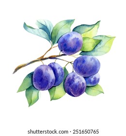 vector watercolor fruit plum branch on white background