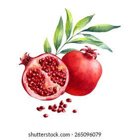 vector watercolor fruit pomegranate on white background