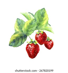 vector watercolor fruit strawberry on white background