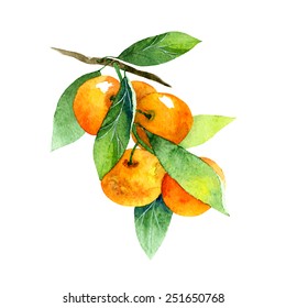 vector watercolor fruit tangerine branch on white background